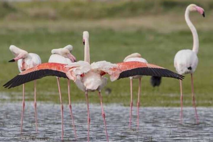 Promenades à dos de chameau à Agadir avec boisson au thé et gâteaux