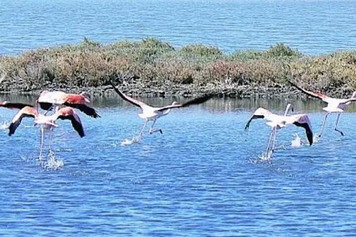 Promenades à dos de chameau à Agadir avec boisson au thé et gâteaux