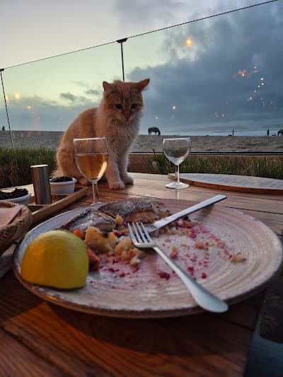 Ocean Vagabond Essaouira