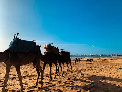 Ocean Vagabond Essaouira