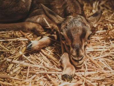 Jardin Zoologique de Rabat