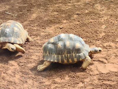 Jardin Zoologique de Rabat