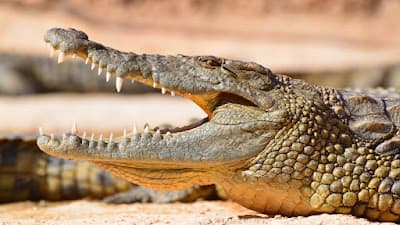 Crocoparc Agadir Jardin exotique et Parc animalier