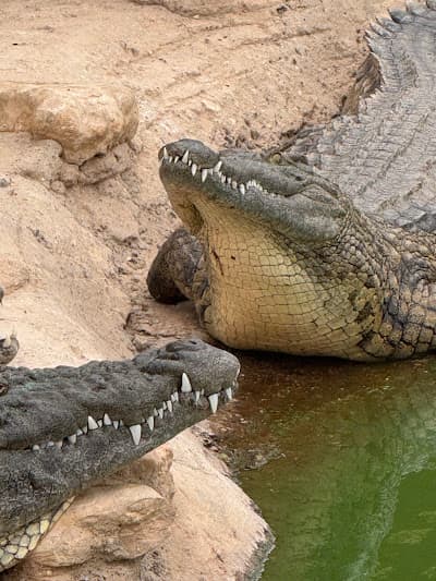 Crocoparc Agadir Jardin exotique et Parc animalier