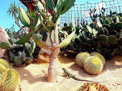 Crocoparc Agadir Jardin exotique et Parc animalier
