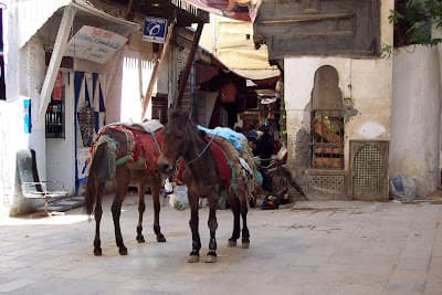 Tanneries fes