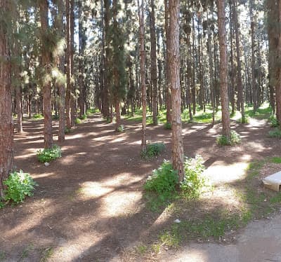 Forêt Urbaine Ibn Sina "Hilton"