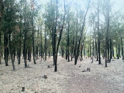 Forรชt de Bouskoura