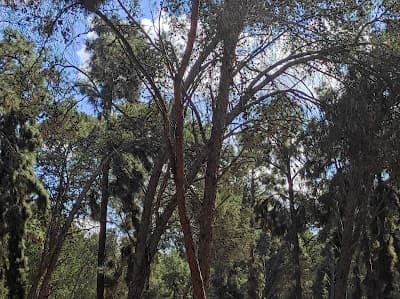 Forรชt de Bouskoura