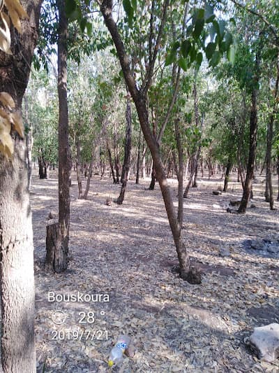 Forรชt de Bouskoura
