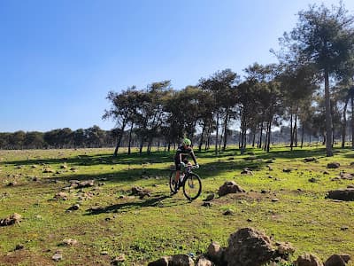 Forรชt de Bouskoura