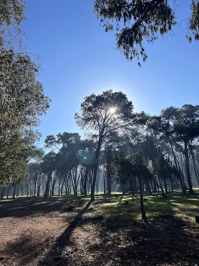 Forรชt de Bouskoura