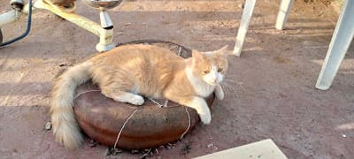 Restaurant Don Quichotte