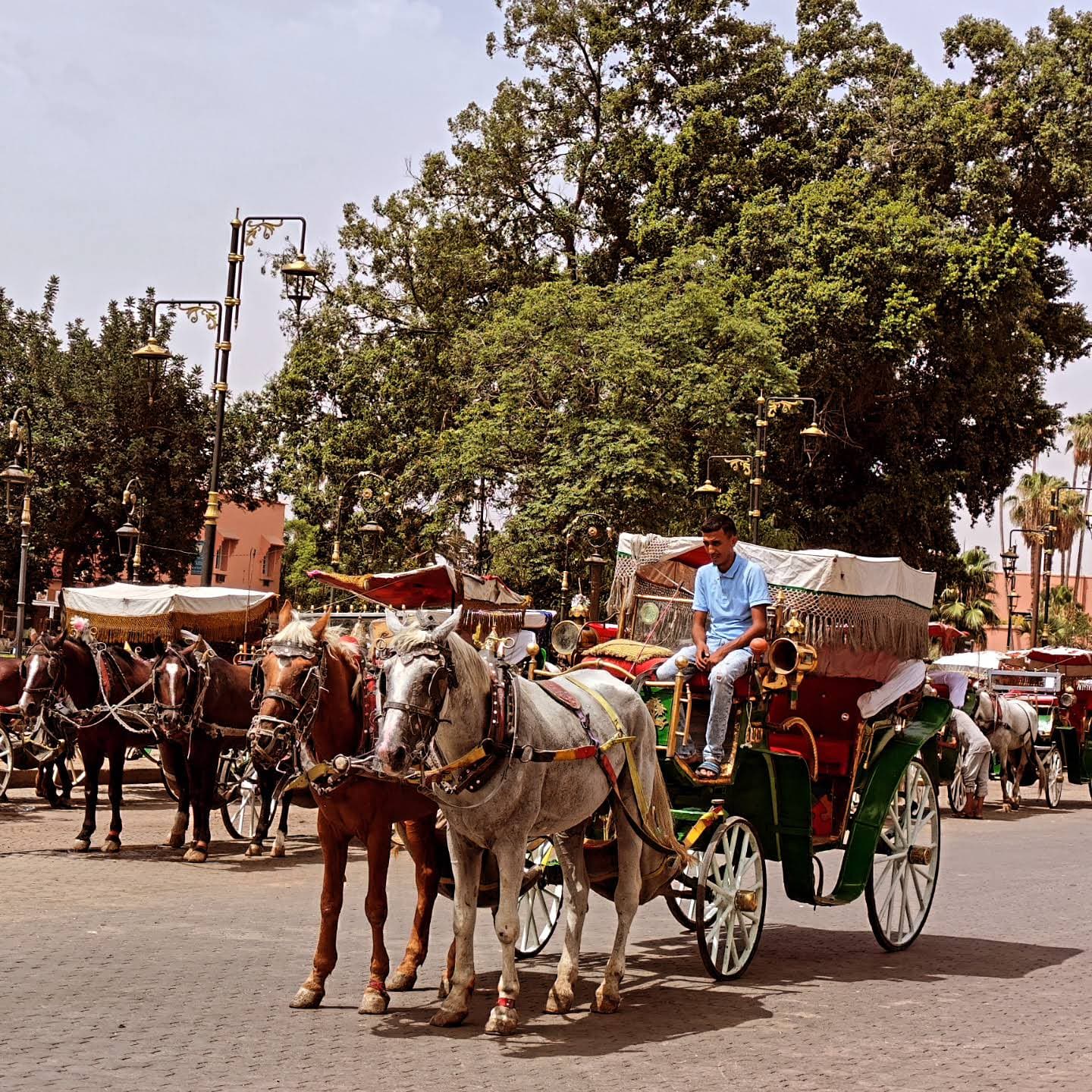 Calèches Jemaa El-Fnaa