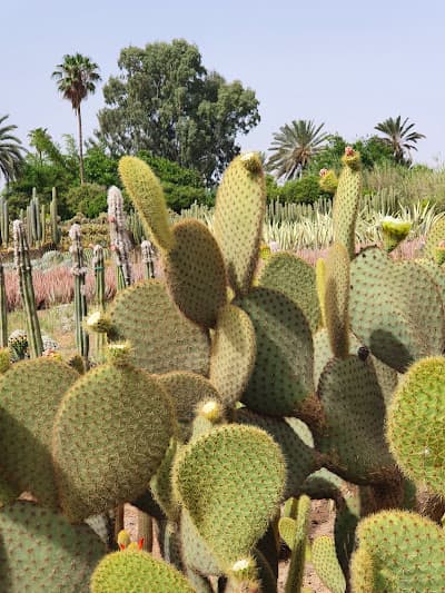 Cactus THIEMANN