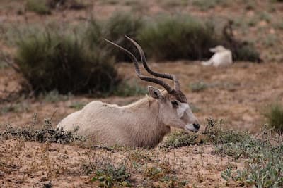 Parc national Souss-Massa _ Entrée à la réserve de Gazelles