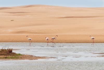 Parc national Souss-Massa _ Entrée à la réserve de Gazelles