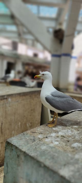 Fish Market Essaouira