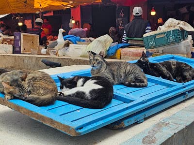 Fish Market Essaouira